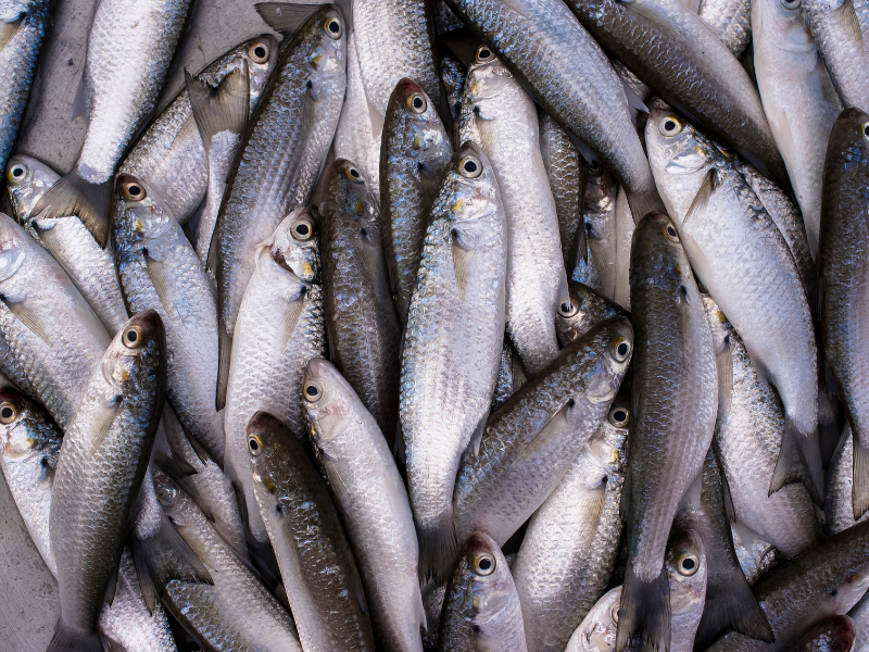 il-cefalo-o-verzelata-il-pesce-che-ama-le-lagune-salmastre-hellofish